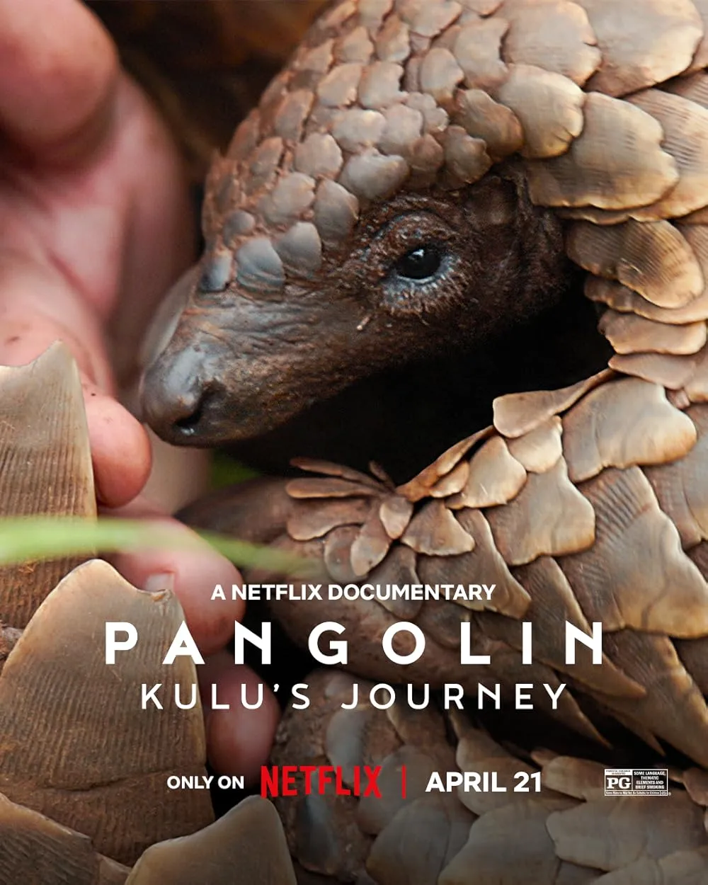 ดูหนังออนไลน์ การเดินทางของคูลู Pangolin Kulu s Journey 2025
