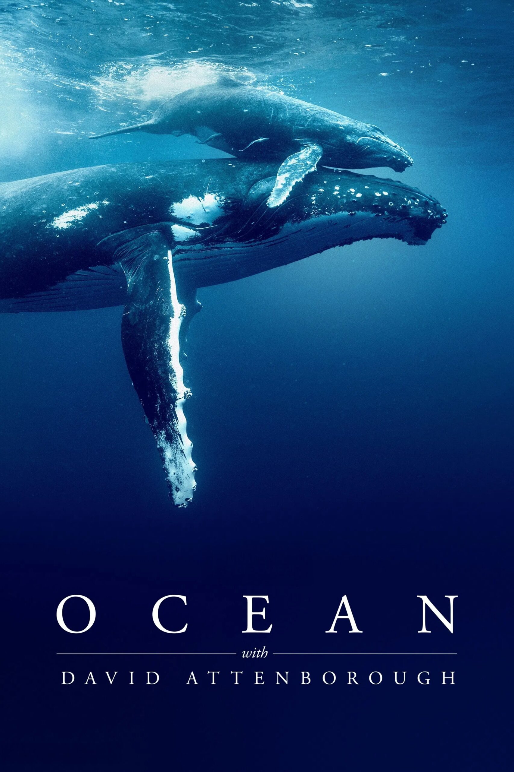 ดูหนังออนไลน์ Ocean with David Attenborough (2025)